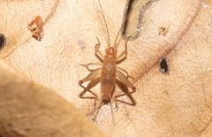 Amusurgus nilarius