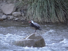 Merganetta armata armata
