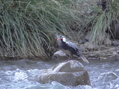 Merganetta armata armata