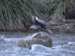 Merganetta armata armata