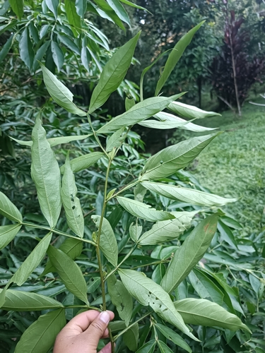 Image of Inga marginata by no rights reserved