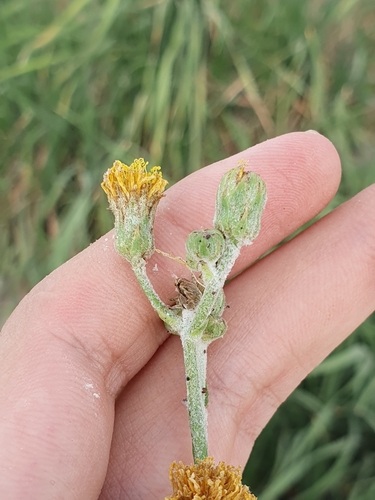 Image of Sonchus maritimus by (c) Mehdi Chetibi, some rights reserved (CC BY)