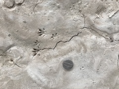 Oryzomys palustris