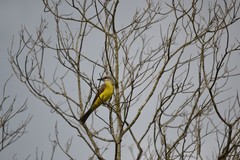 Tyrannus albogularis