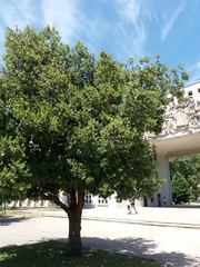 Cryptocarya alba
