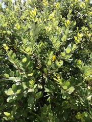 Cryptocarya alba