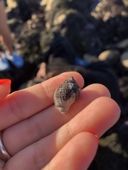 Acanthinucella punctulata