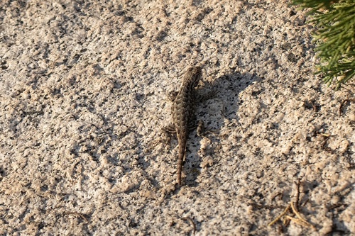 iNaturalist observation photo of Western Fence Lizard