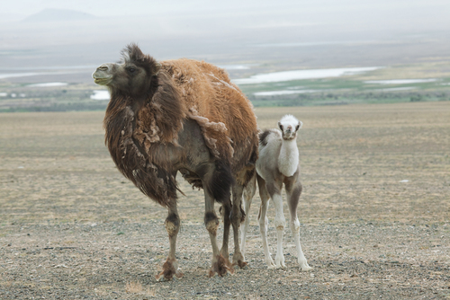 Domestic Bactrian Camel