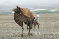 Bactrian Camel photo 3