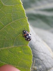 Eriopis punicola