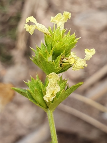 Sideritis incana, photograph 4