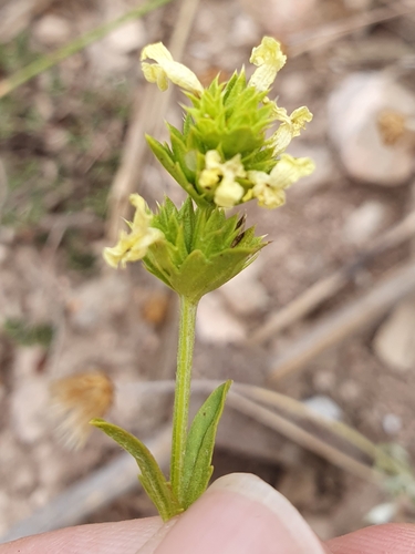 Sideritis incana, photograph 5