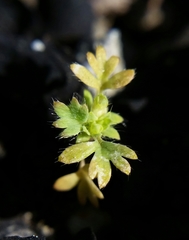 Alchemilla occidentalis