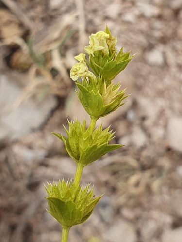 Sideritis incana, photograph 6