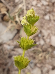 Sideritis incana, photograph (c) Mehdi Chetibi, some rights reserved (CC BY)