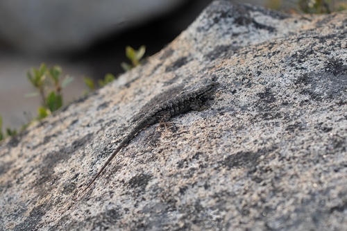 iNaturalist observation photo of Western Fence Lizard