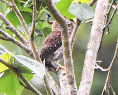 Glaucidium siju