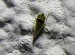 Xerophloea