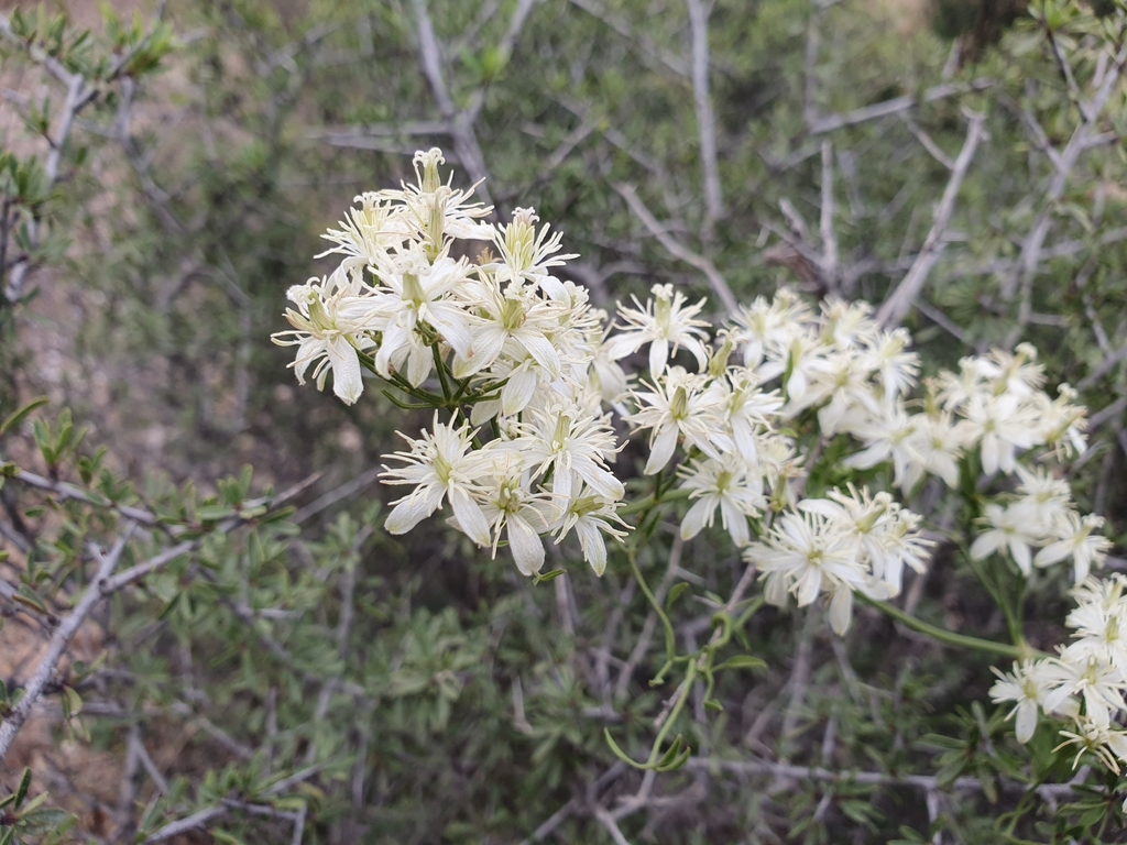 Fragrant clematis (Clematis flammula)