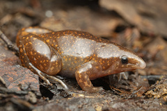Zombie Frog photo 1