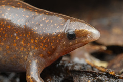Zombie Frog photo 2