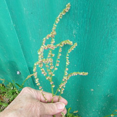 Rumex hastatulus