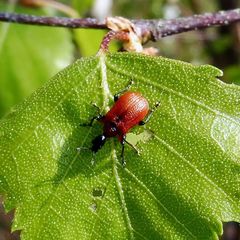 Apoderus coryli