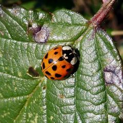 Harmonia axyridis