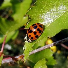Harmonia axyridis