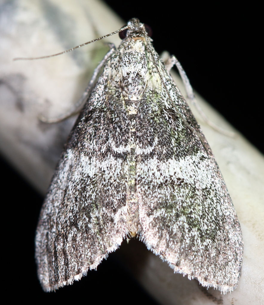 Pococera provoella