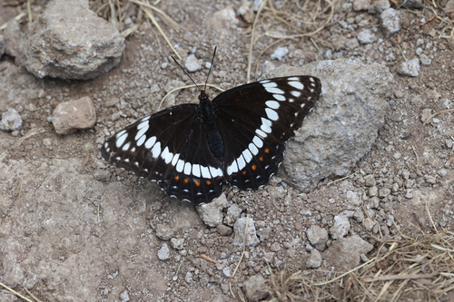 Weidemeyer's Admiral photo 3