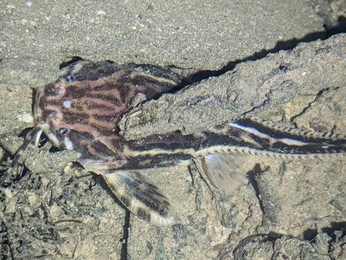Spiny catfish (Acanthodoras cataphractus) — Doradidae — 4