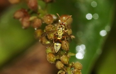 Ropalidia romandi
