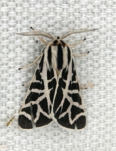 Blake's Tiger Moth photo 2