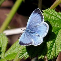 Celastrina argiolus