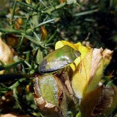 Piezodorus lituratus