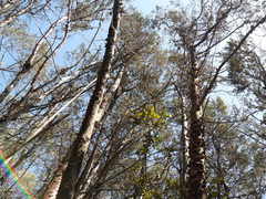 Cupressus forbesii