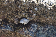 Ocenebrinae