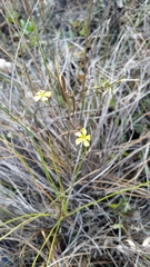 Linum medium texanum