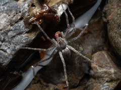 Dolomedes aquaticus