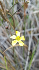 Linum medium texanum