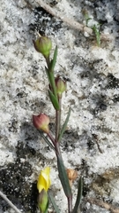 Linum medium texanum