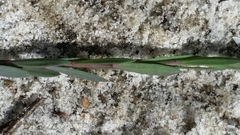 Linum medium texanum