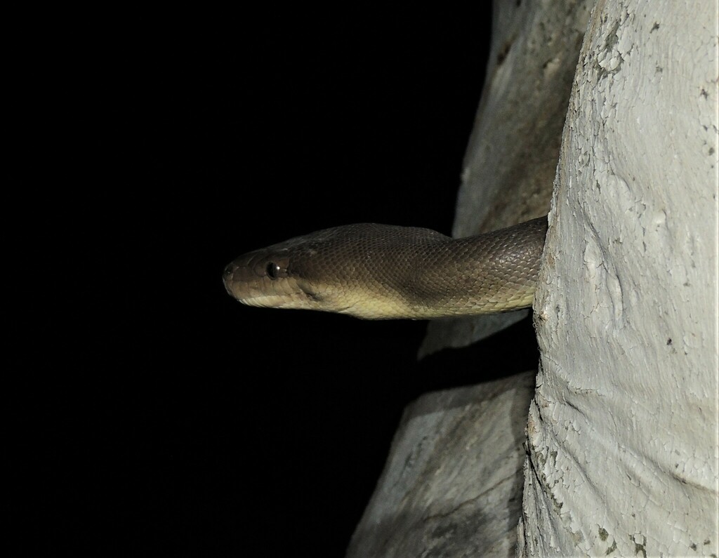 Olive Python 4k Photo Olive Python from Stonehenge QLD 4730, Australia on March 26, 2014 at ...