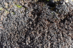 Vermetoidea