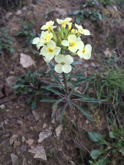 Erysimum franciscanum