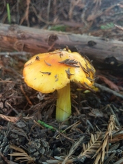 Hygrocybe