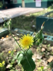 Sonchus asper