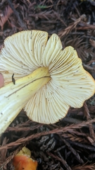 Hygrocybe